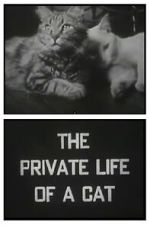 Watch The Private Life of a Cat (Short 1946) Movies123