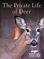 Watch The Private Life of Deer Movies123