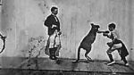 Watch The Boxing Kangaroo (Short 1896) Movies123