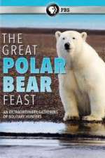 Watch The Great Polar Bear Feast Movies123