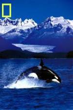Watch National Geographic Killer Whales Of The Fjord Movies123