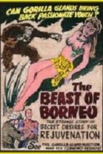 Watch The Beast of Borneo Movies123
