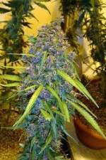 Watch Marijuana: Its Time for a Conversation Movies123