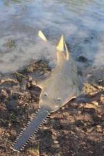 Watch National Geographic Hooked: Chainsaw Fish Movies123