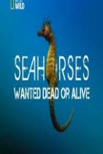 Watch National Geographic - Wild Seahorses Wanted Dead Or Alive Movies123