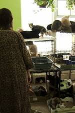 Watch Cat Ladies Movies123