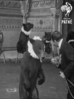 Watch Trained Bears Movies123