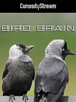 Watch Bird Brain Movies123