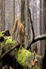 Watch National Geographic Wild Balkans Movies123