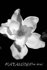 Watch Kataude Movies123