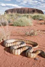 Watch DEADLY PREDATORS.AUSTRALIAN PYTHONS Movies123