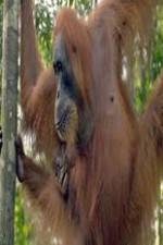 Watch Refugees Of The Lost Rainforest Movies123