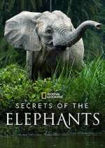 Watch Secrets of the Elephants Movies123