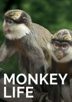 Watch Monkey Life Movies123