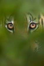 Watch Deadly Instincts Movies123