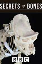 Watch Secrets of Bones Movies123