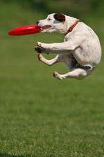 Watch Dogs 101: New Tricks Movies123