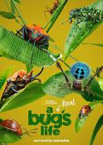 Watch A Real Bug's Life Movies123