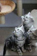 Watch The Secret Life of Kittens Movies123