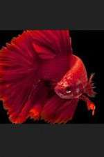 Watch Thailand: Earth's Tropical Paradise Movies123