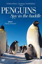 Watch Penguins Spy In The Huddle Movies123