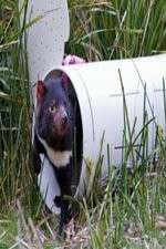 Watch Aussie Animal Island Movies123