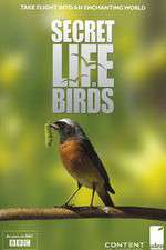Watch Iolo's Secret Life of Birds Movies123