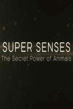 Watch Super Senses The Secret Power of Animals Movies123