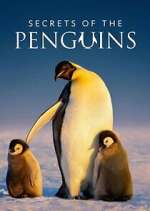 Watch Secrets of the Penguins Movies123