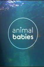 Watch Animal Babies Movies123