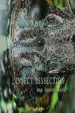 Watch Insect Dissection How Insects Work Movies123