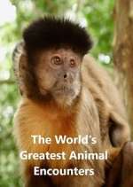 Watch World's Greatest Animal Encounters Movies123