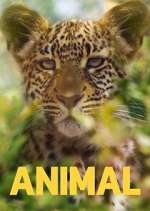 Watch Animal Movies123