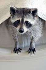 Watch Ingenious Animals Movies123