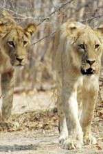 Watch Lion Country: Night and Day Movies123