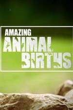 Watch Amazing Animal Births Movies123