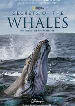 Watch Secrets of the Whales Movies123