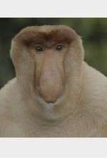 Watch Wildest Islands of Indonesia Movies123